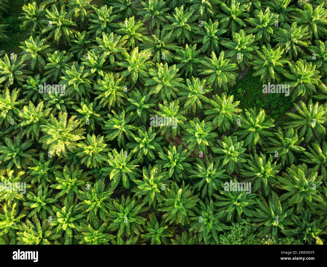 Vue d'en haut, superbe vue aérienne d'une plantation de plantes à huile de palme. Beau fond naturel, Krabi, Thaïlande. Banque D'Images