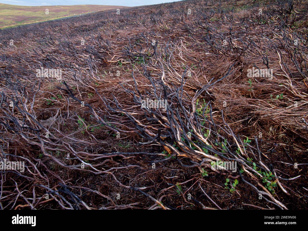 Ling la bruyère (Calluna vulgaris) a carbonisé les tiges de plantes matures après combustion contrôlée sur une lande de tétras gérée avec des pousses fraîches régénérantes. Banque D'Images