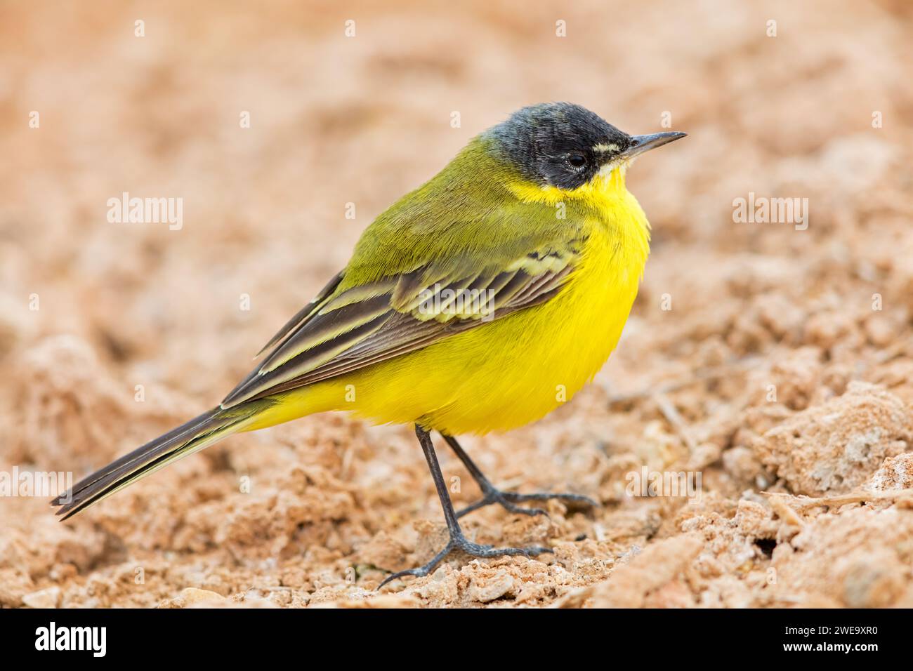 Maskenschaftstelze, Motacilla flava feldegg, Motacilla feldegg, Banque D'Images