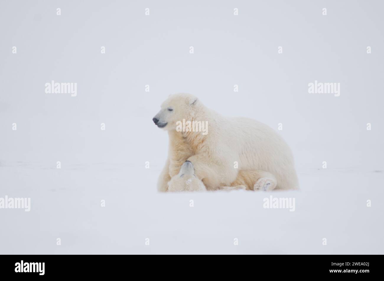 Les ours polaires Ursus maritimus les oursons jouant et voyageant à travers la banquise nouvellement formée pendant l'automne gelent 1002 ANWR Kaktovik Barter Island Alaska Banque D'Images