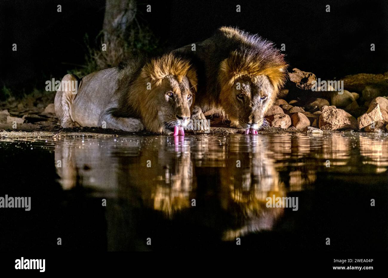 Zwei männliche Löwen trinken nachts Wasser am Wasserloch, Zimanga, Afrique du Sud, Private Game Reserve, Banque D'Images