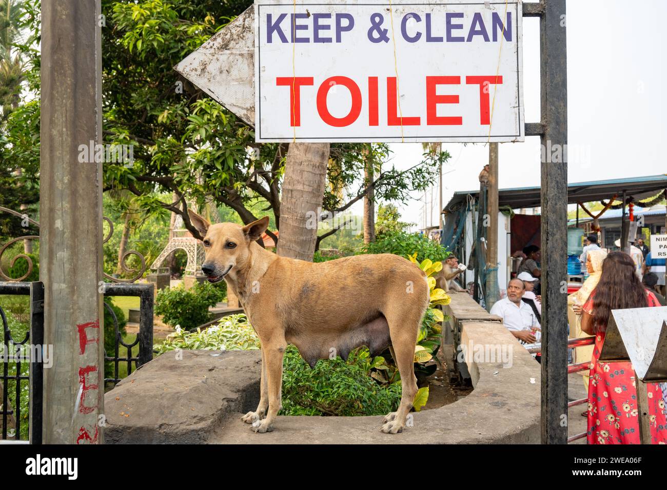 Mumbai, Maharashtra, Inde, Un chien errant avec signe de toilette, éditorial seulement. Banque D'Images