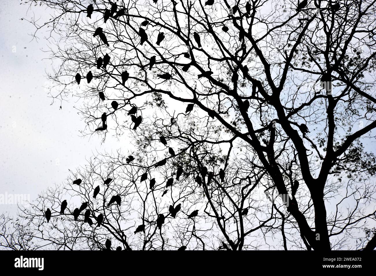 Aigles à tête blanche nichant dans l'université de Dhaka shahid minar Banque D'Images