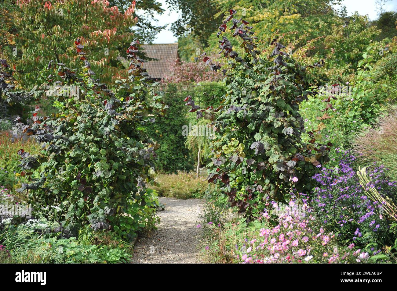 Le jardin Picton près des pépinières Old court, qui abrite la collection nationale de plantes des Marguerites de Michaelmas (Symphyotrichum, Aster) Banque D'Images