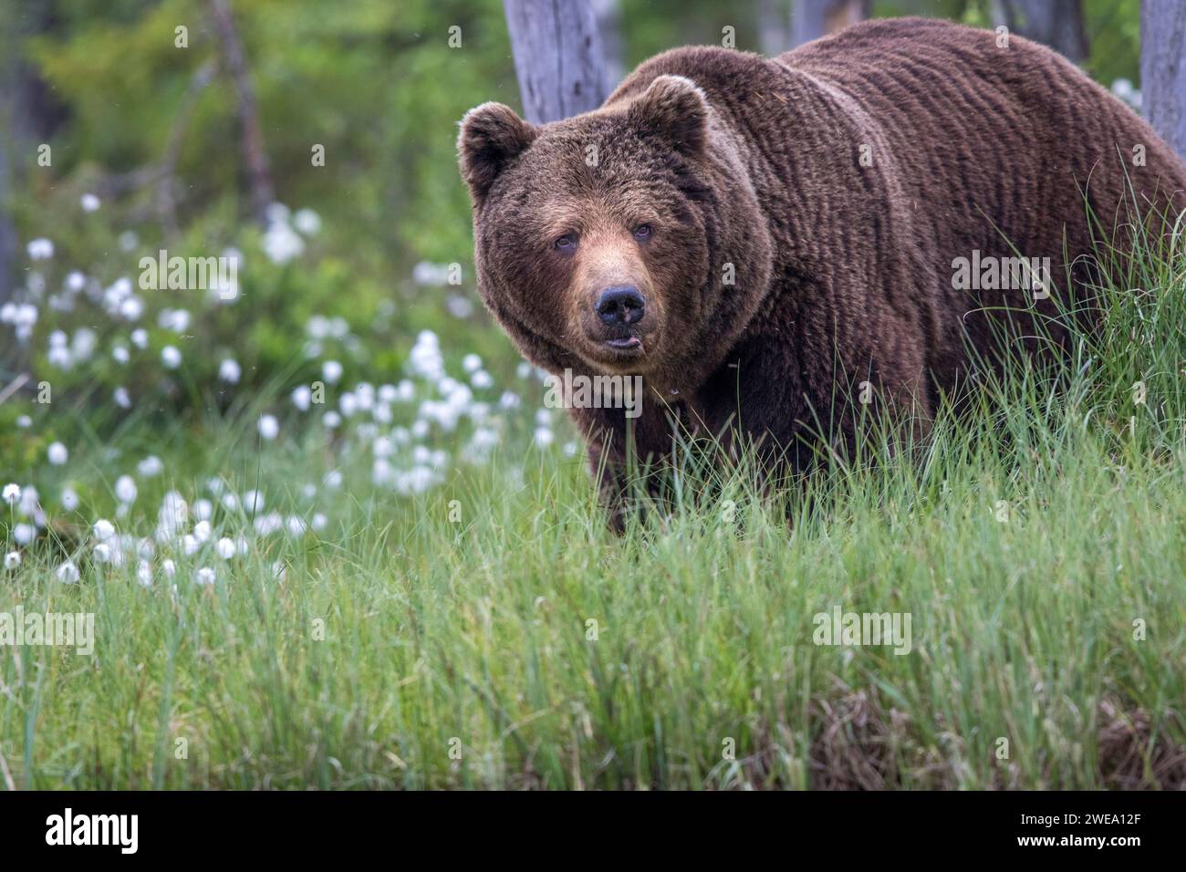 Europäischer Braunbär (Ursus arctos), Europa, Skandinavien, Finnland, Banque D'Images