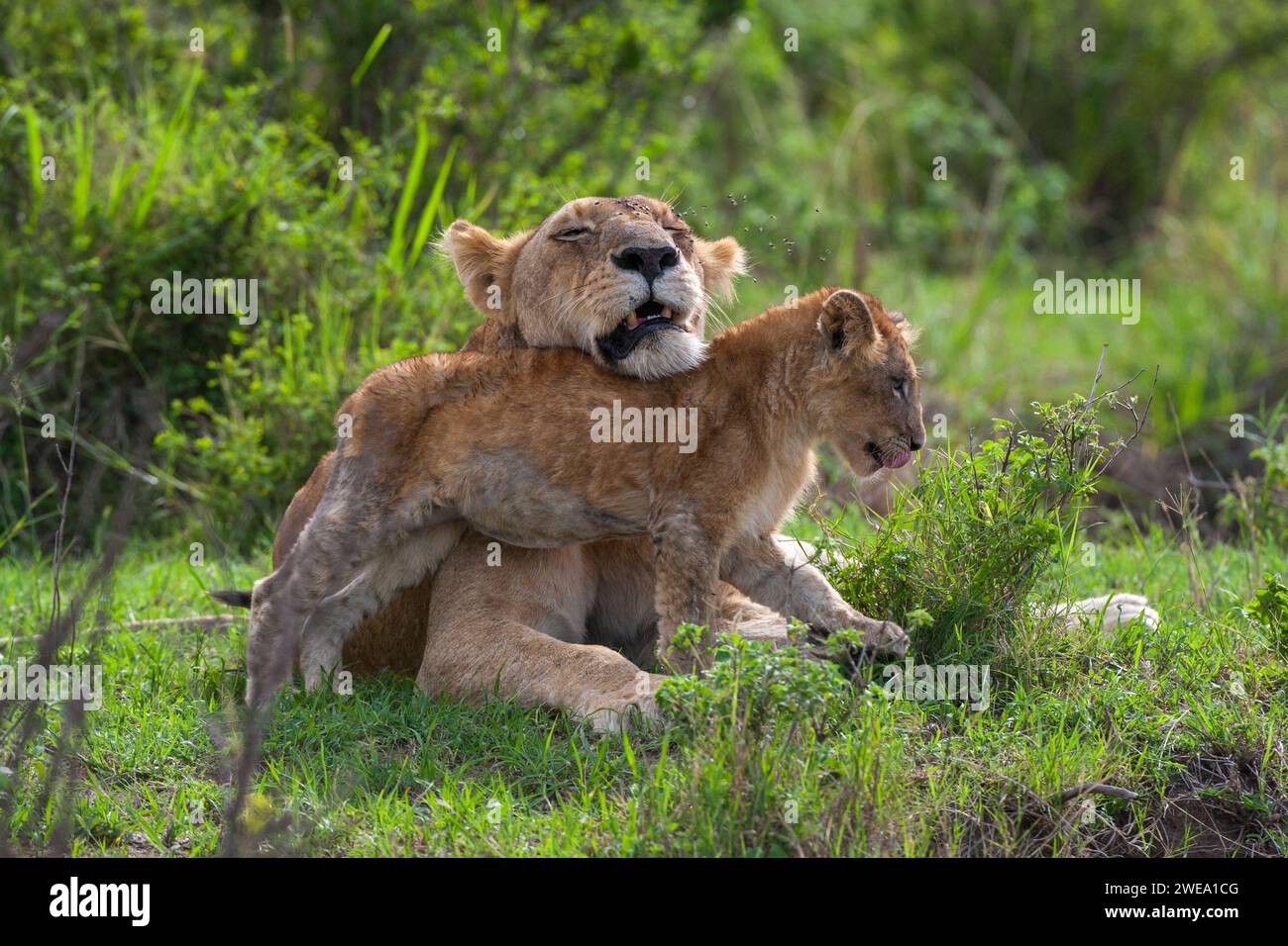 Löwin (Panthera leo) Mutterliebe Banque D'Images