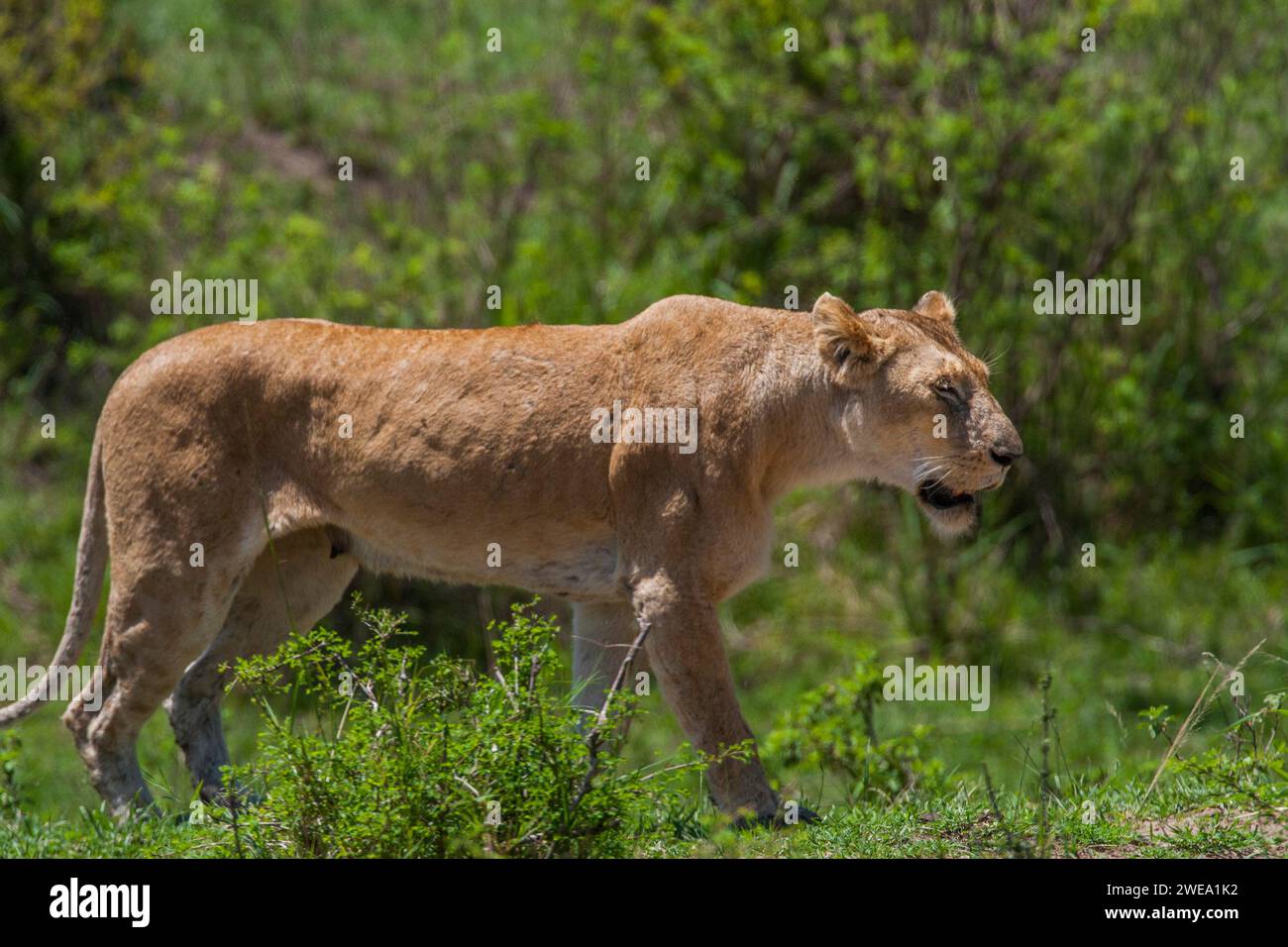 Löwin (Panthera leo) Banque D'Images