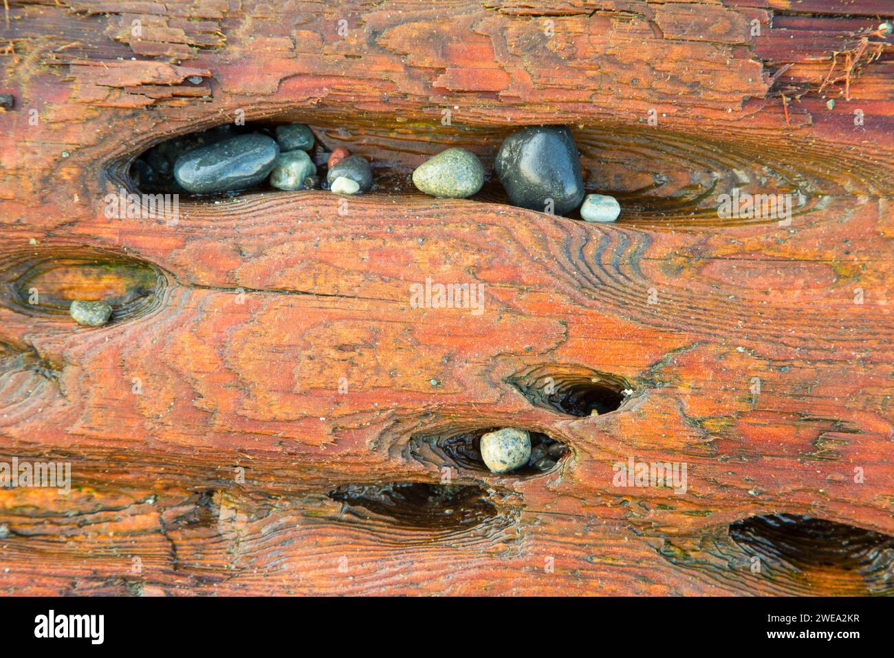 Rock dans la dérive de sciage, parc d'état de Fort Flagler, Washington Banque D'Images