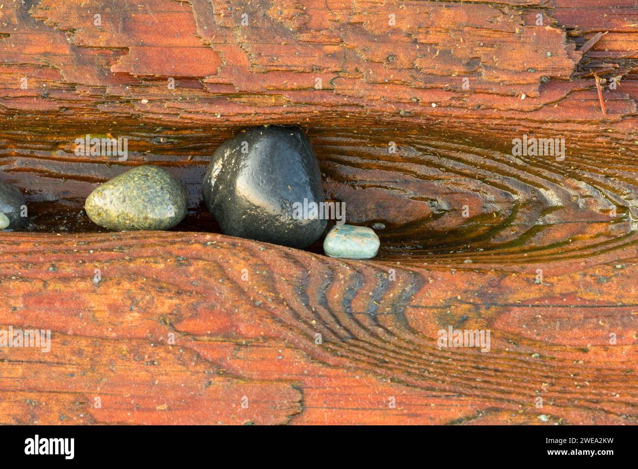 Rock dans la dérive de sciage, parc d'état de Fort Flagler, Washington Banque D'Images