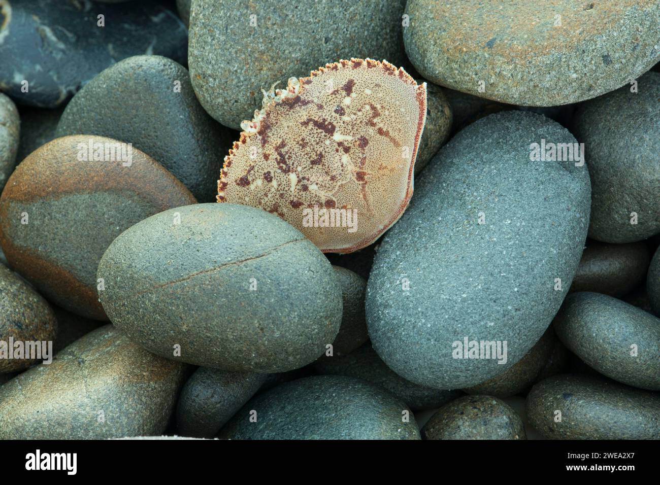 Galets sur South Beach, Olympic National Park, Washington Banque D'Images