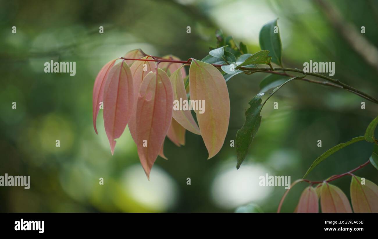 Cinnamomum zeylanicum (Kayu manis, cannelle) feuilles sur l'arbre. La peau est généralement utilisée pour l'assaisonnement et les boissons Banque D'Images