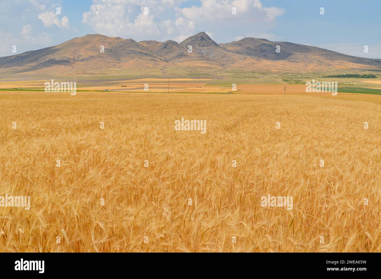 Champ de blé doré en Turquie avec des montagnes lointaines et des nuages dans un ciel bleu clair par une journée ensoleillée, le long de la route de Karapınar à Emirgazi Banque D'Images