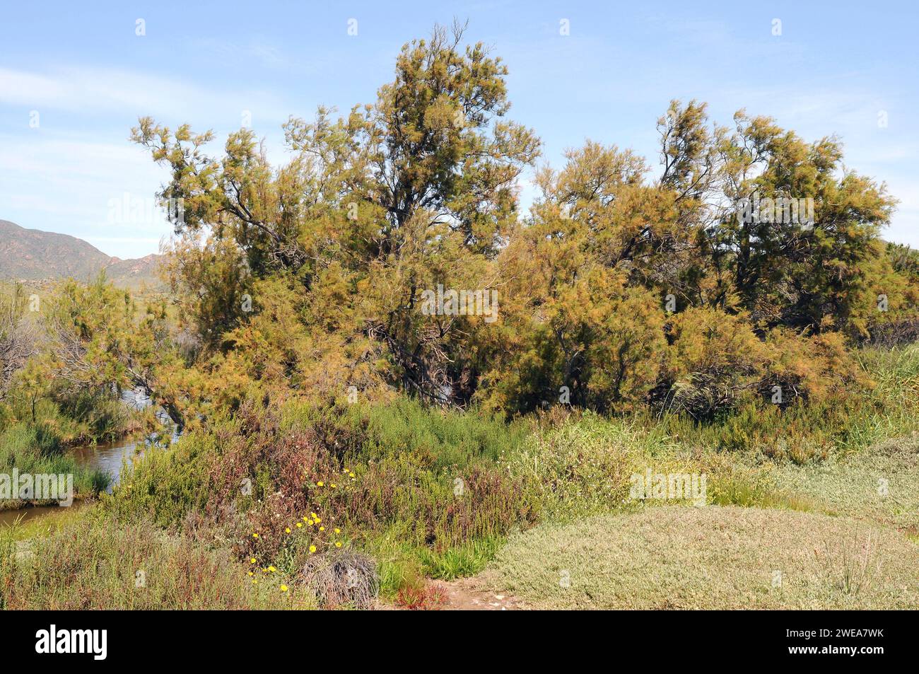 Le tamaris français (Tamarix gallica) est un arbuste à feuilles caduques ou un petit arbre originaire d'Asie occidentale et commun sur les côtes du bassin méditerranéen. Cette photo était t Banque D'Images