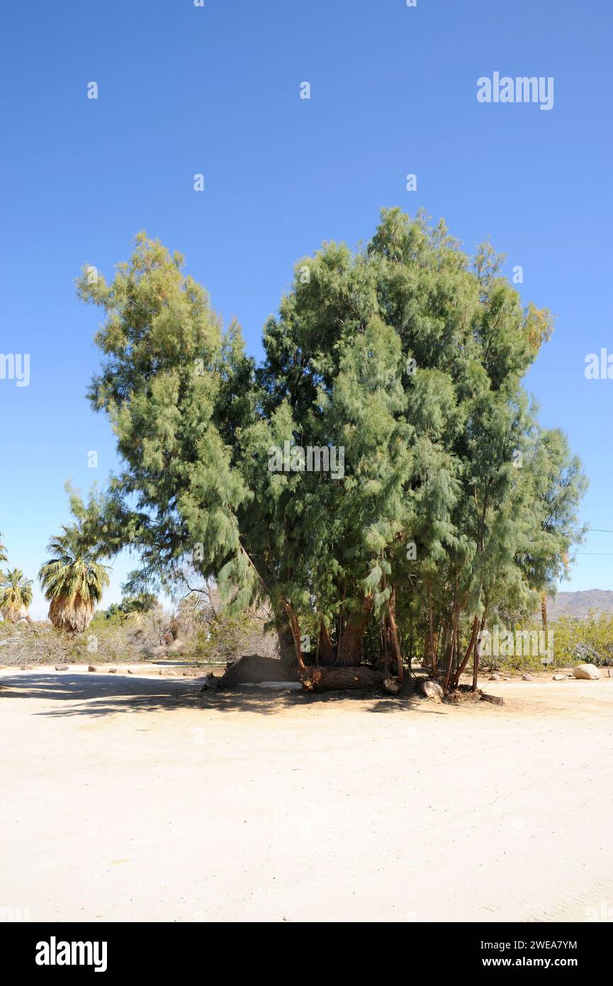 Le cèdre du sel (Tamarix ramosissima) est un arbuste décidus ou un petit arbre originaire d'Eurasie et naturalisé en Amérique. Cette photo a été prise dans Joshua Tree Banque D'Images