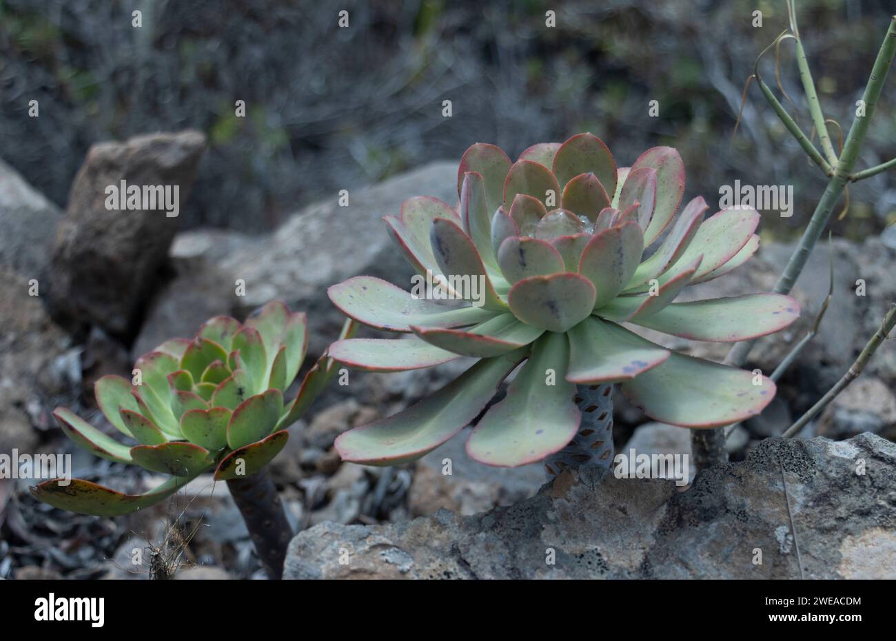 bejejeque sur un fond de pierre et de mousse. plantes canaris Banque D'Images