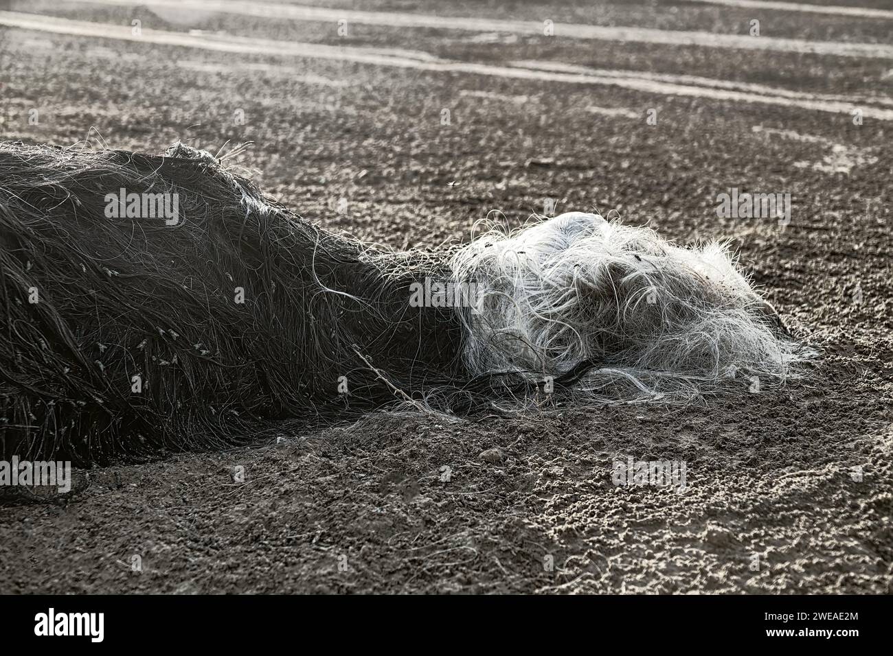 Les troupeaux de mouche ovine (Lucilia sericata) nourrissent et pondent des œufs sur la carcasse d’un mouton (distemper). Les larves de mouches mangent le cadavre pourri, les décomposeurs. Pi Banque D'Images