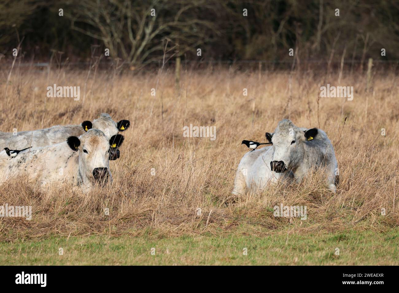Les bovins blancs britanniques sans corne attirent le pic de boeuf britannique le pica pica pica, la végétation sèche de la saison hivernale litière pour les bovins au repos soignés par la pie Banque D'Images