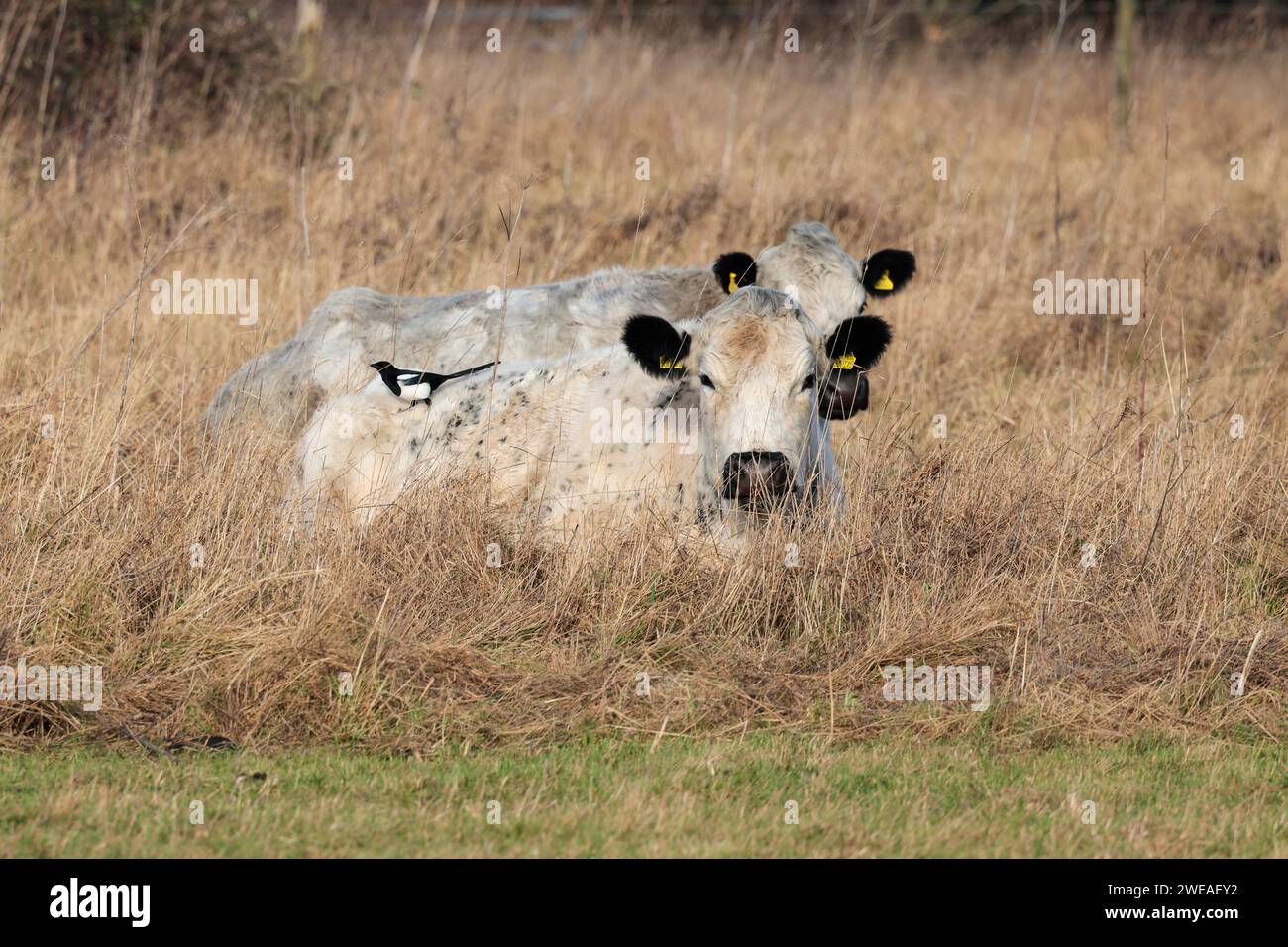 Les bovins blancs britanniques sans corne attirent le pic de boeuf britannique le pica pica pica, la végétation sèche de la saison hivernale litière pour les bovins au repos soignés par la pie Banque D'Images