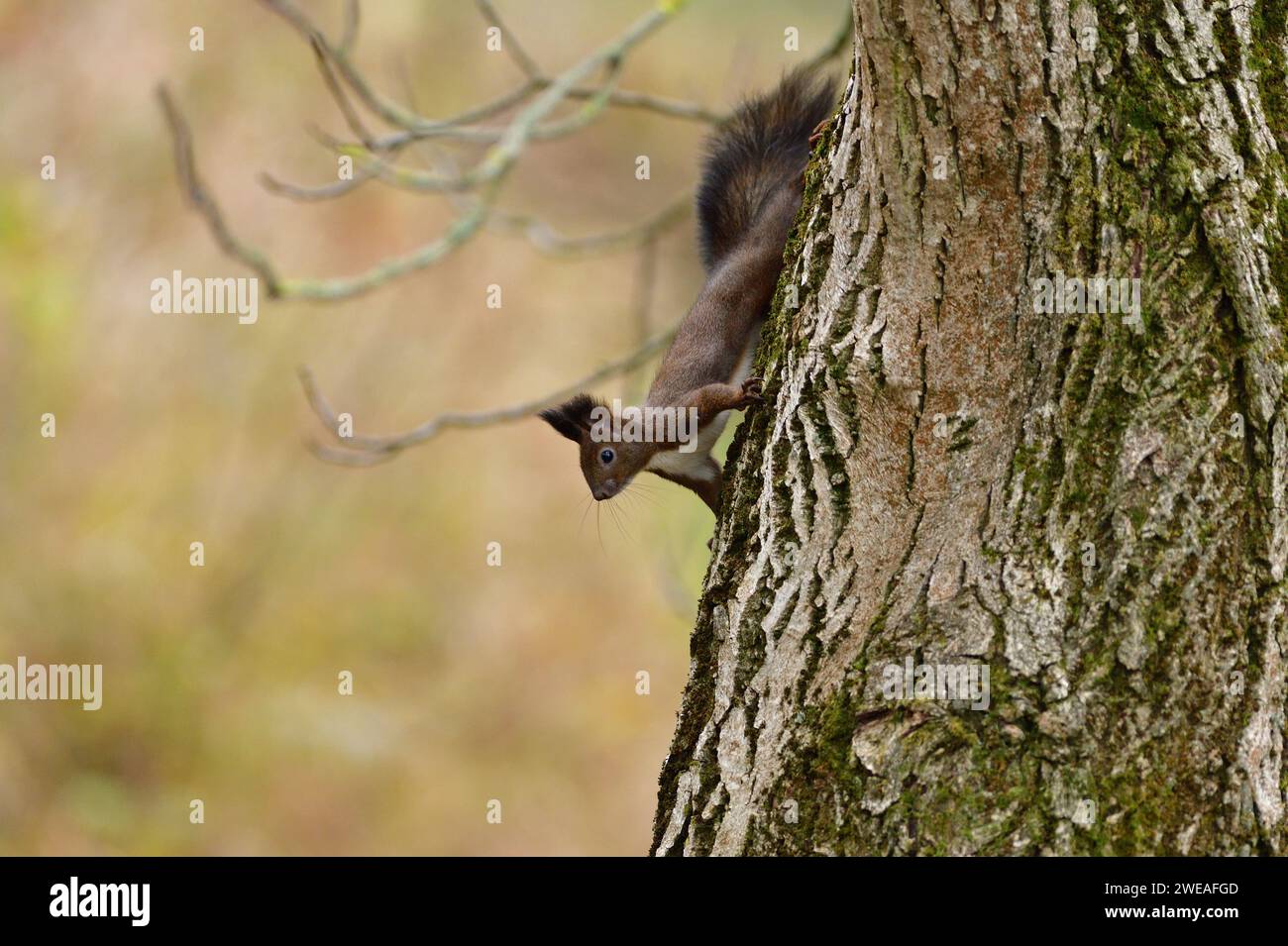 Un écureuil rouge sort de sa tête de derrière un arbre en automne Banque D'Images