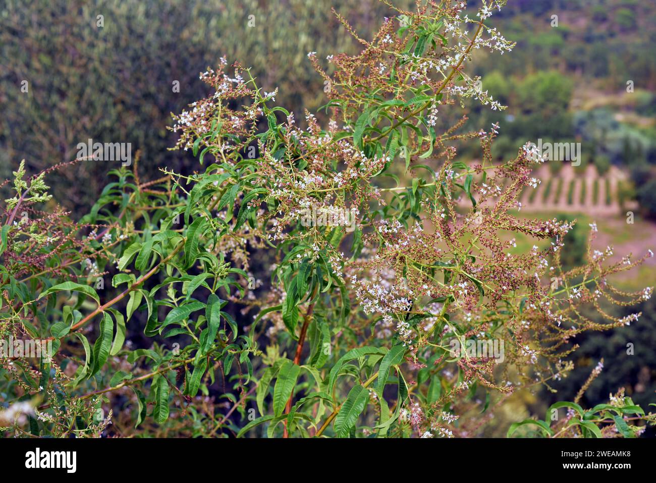 La verveine citronnée (Aloysia citrodora, Aloysia triphylla ou Lippia citrodora) est un arbuste médicinal vivace originaire d'Amérique du Sud et introduit en Europe Banque D'Images