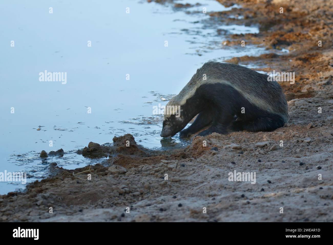Blaireau à miel (Mellivora capensis), adulte buvant au point d'eau, parc transfrontalier de Kgalagadi, Afrique du Sud - Botswana Banque D'Images