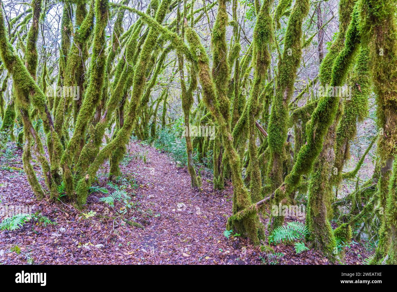 La forêt d'arbres mousselins (Farfa, Italie) Banque D'Images