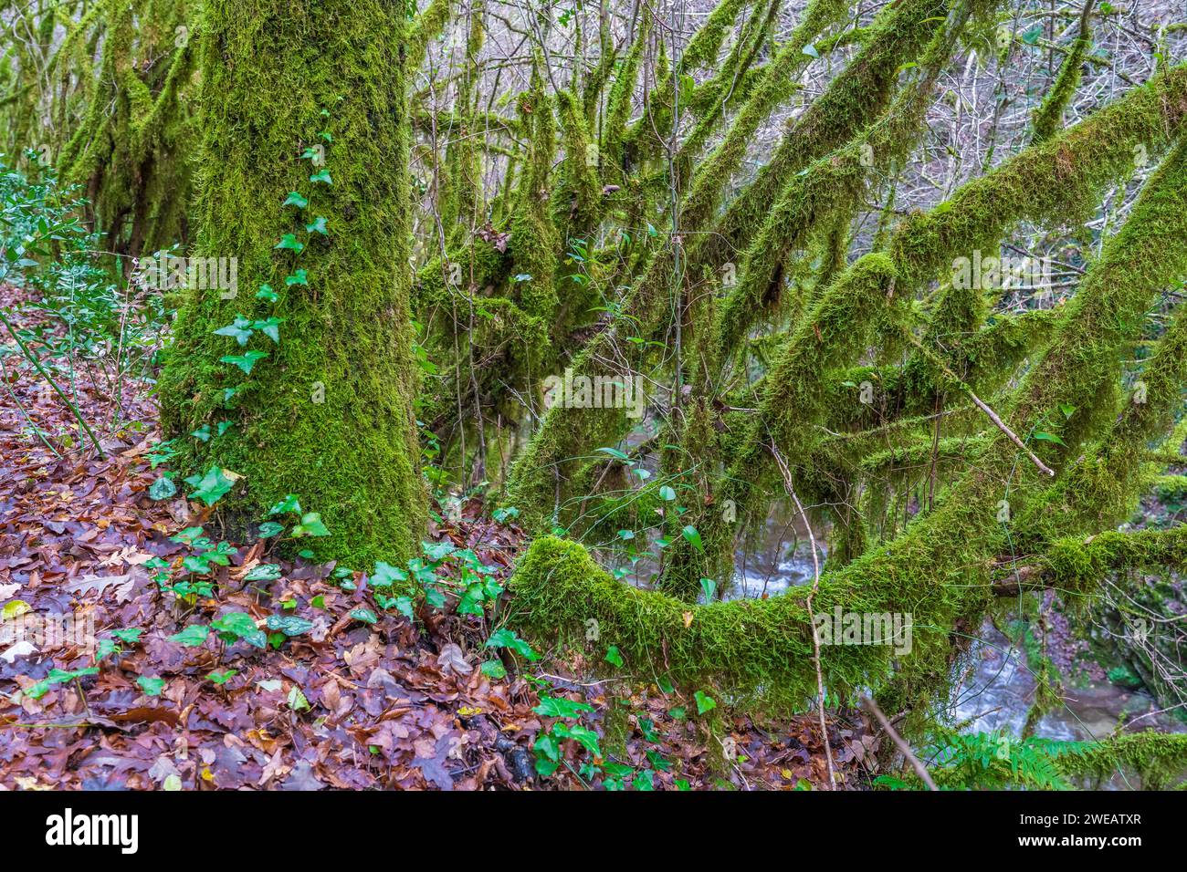 La forêt d'arbres mousselins (Farfa, Italie) Banque D'Images