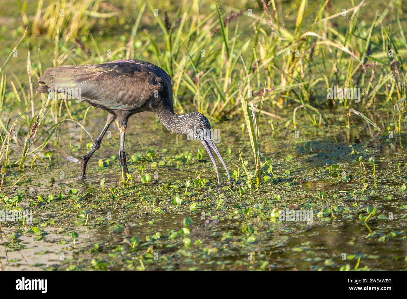 Ibis brillant (Plegadis falcinellus) dans le Parc naturel du delta de l'Èbre (Espagne) Banque D'Images