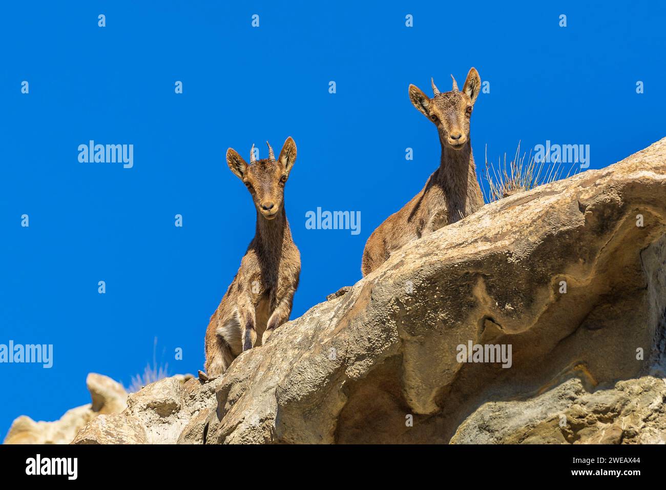 Capra pyrenaica hispanica dans le désert de Tabernas (Espagne) Banque D'Images