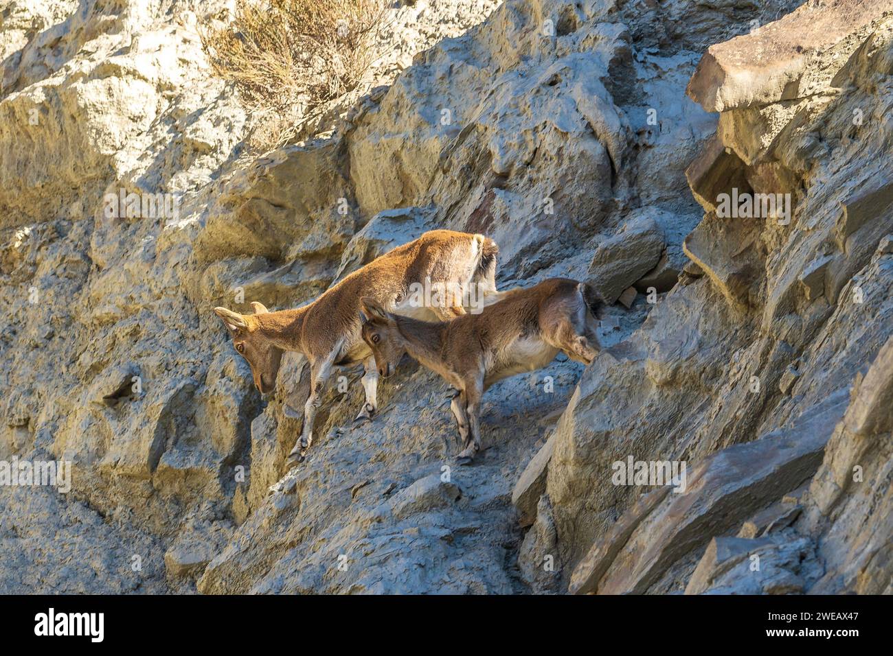 Capra pyrenaica hispanica dans le désert de Tabernas (Espagne) Banque D'Images