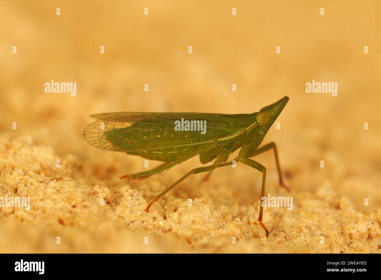 Gros plan naturel sur l'étrange mouche verte européenne de lanterne, Dictyophara europaea assis sur le bois Banque D'Images