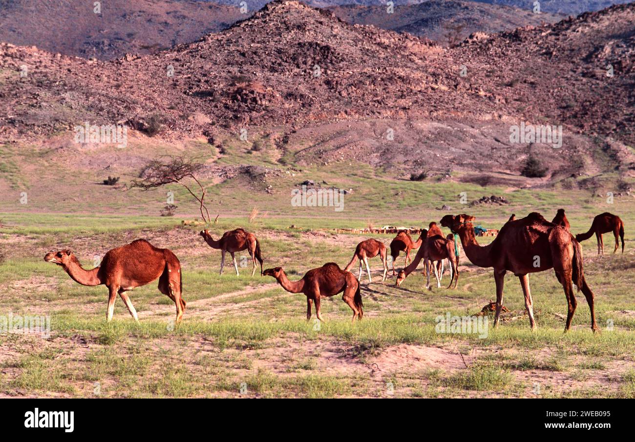 Dromadaire Camelus dromedarius ou chameau à une bosse pavant le désert d'Arabie saoudite après une pluie Banque D'Images