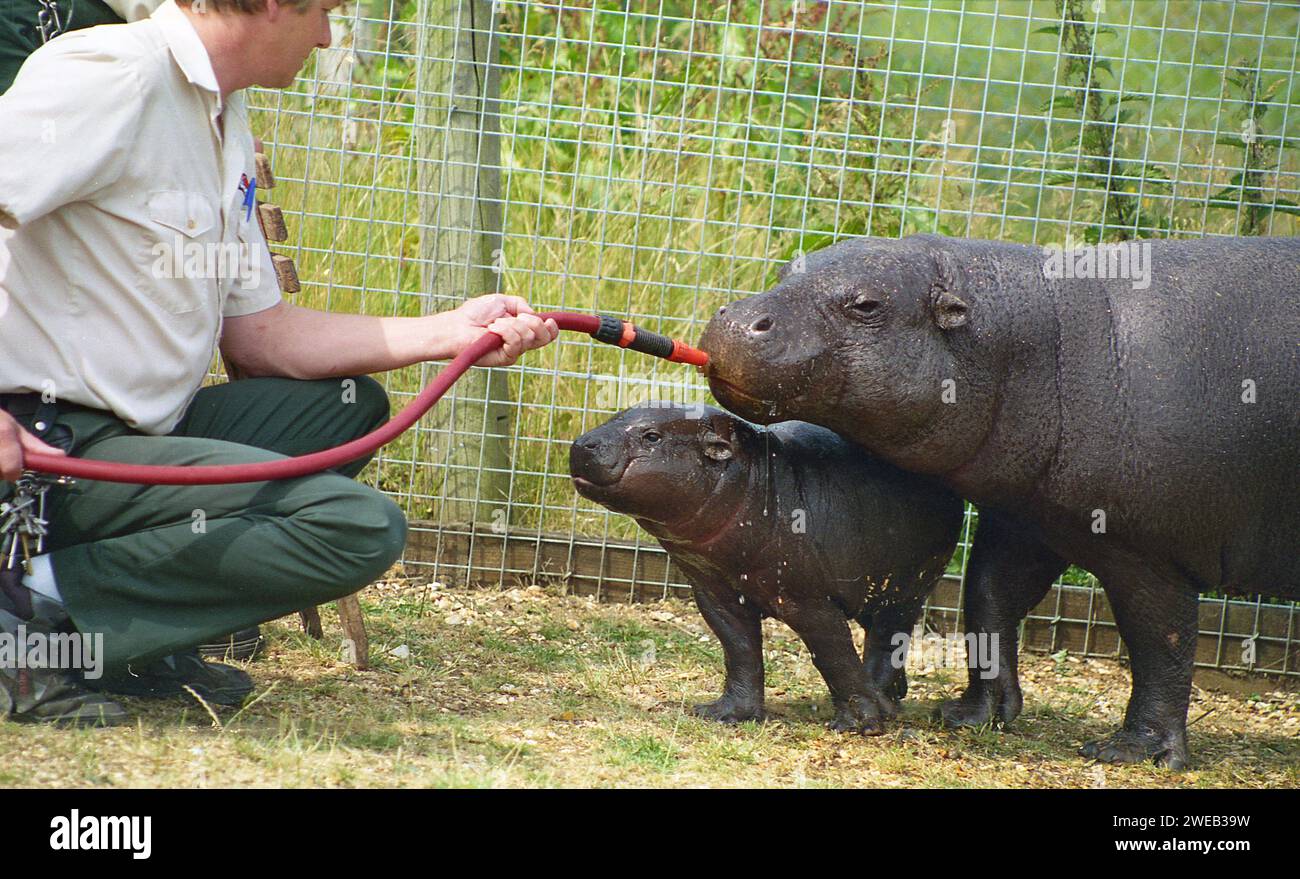 1980, Kenema, un hippopotame pygmée de 4 mois avec sa mère Chubbles, ont un jet d'eau rafraîchissant du gardien du zoo de Marwell, Winchester, Angleterre. ROYAUME-UNI. Animal rare, que l'on ne trouve qu'en Afrique de l'Ouest, les hippopotames pygmées sont des créatures timides et habitant les forêts, contrairement à leur relation plus grande et grégaire, l'hippopotame commun. Banque D'Images