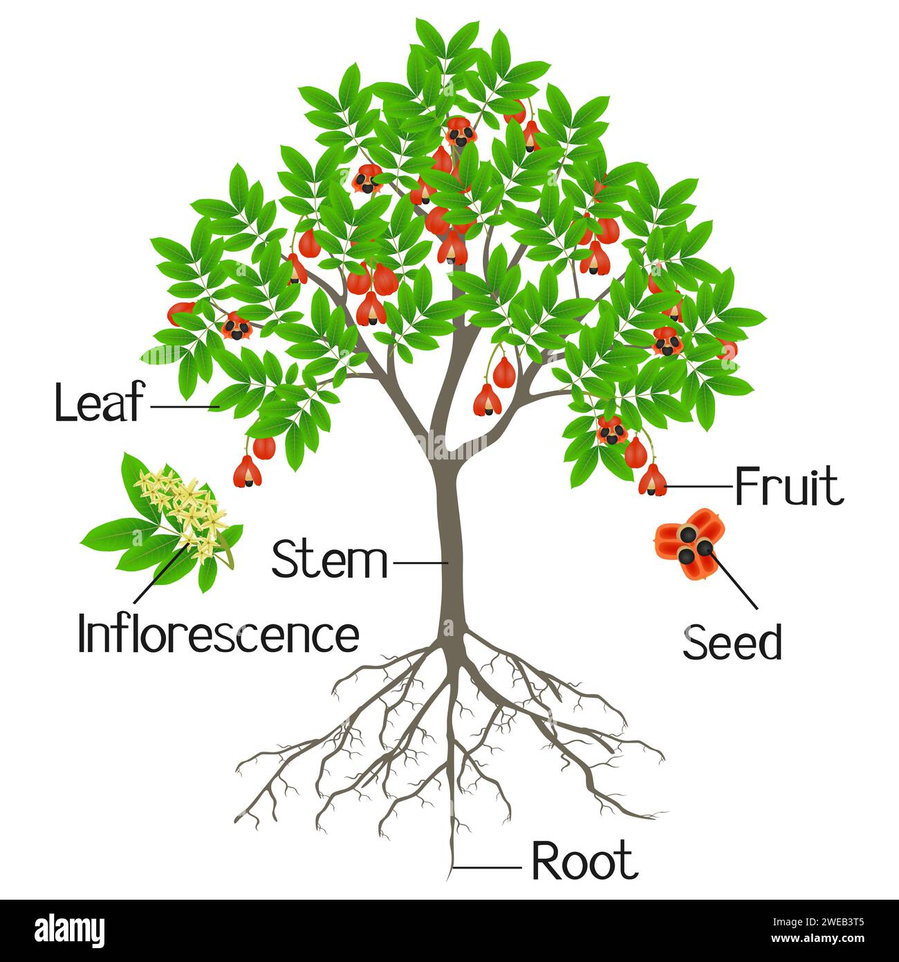 Parties d'ackee Tree isolées sur un fond blanc. Illustration de Vecteur