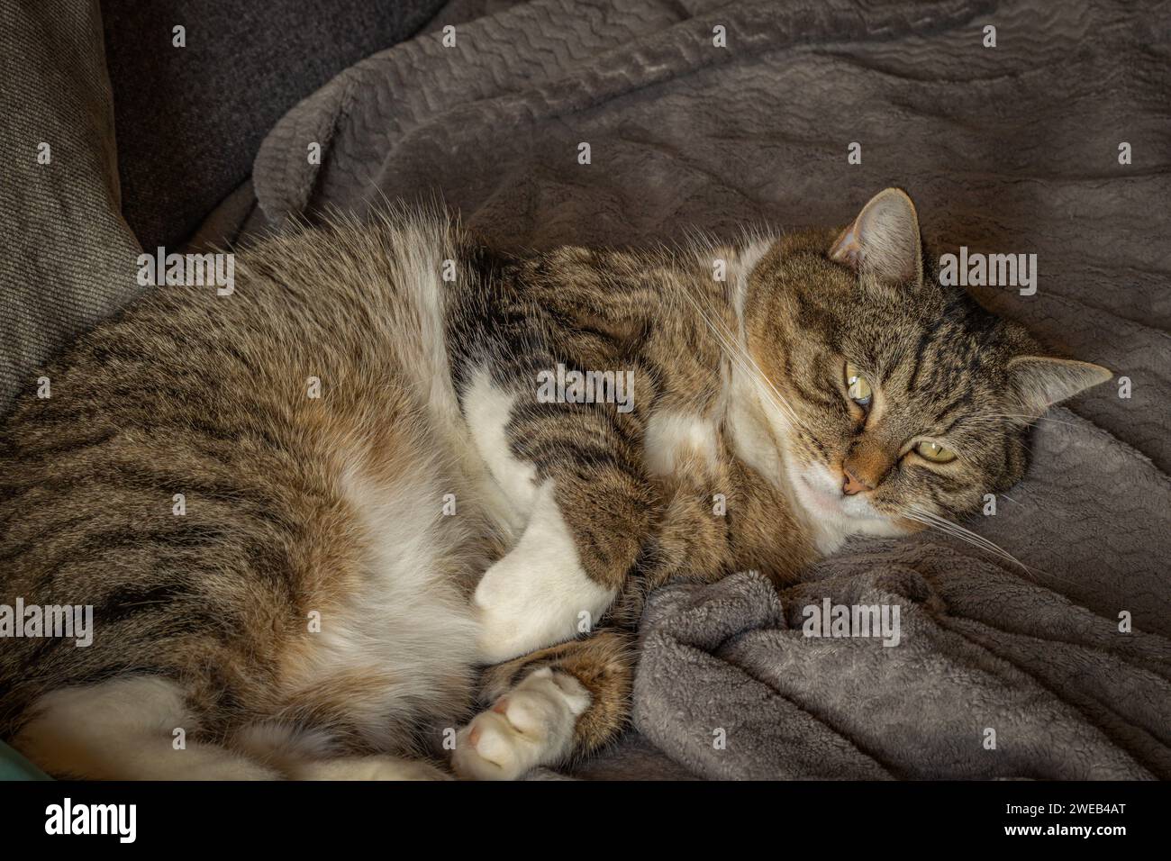chat tabby, gros plan, endormi devant l'objectif Banque D'Images