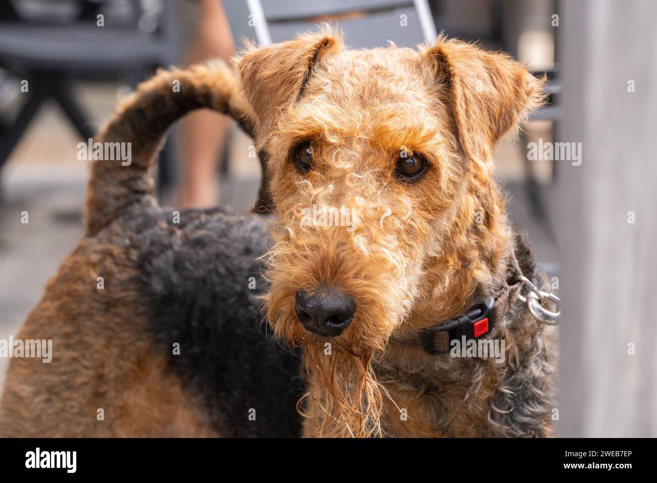 Gros plan Portrait de chien Airedale Terrier Banque D'Images