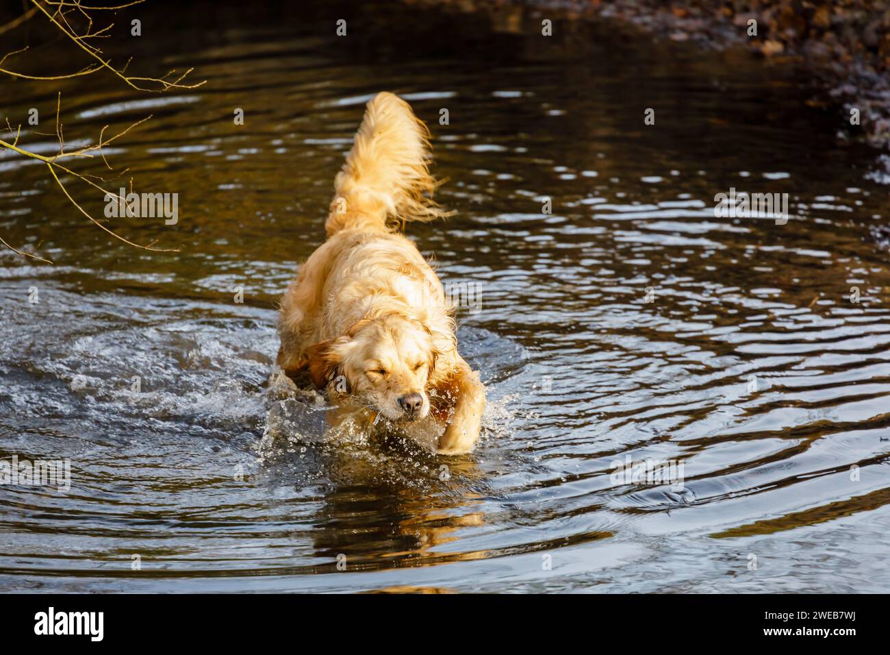 Un golden retriever enthousiaste d'avoir l'amusement, s'exécute et les éclaboussures dans de l'eau à Frensham Little Pond près de Farnham, Surrey, UK Banque D'Images