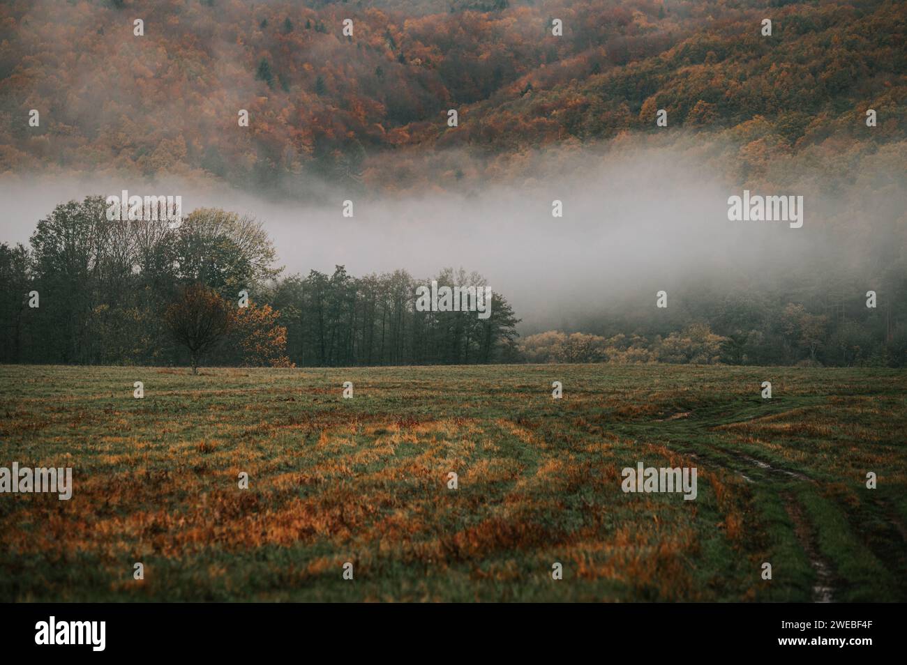 Une Ode picturale à la beauté sombre d'un matin d'automne en solitude Banque D'Images