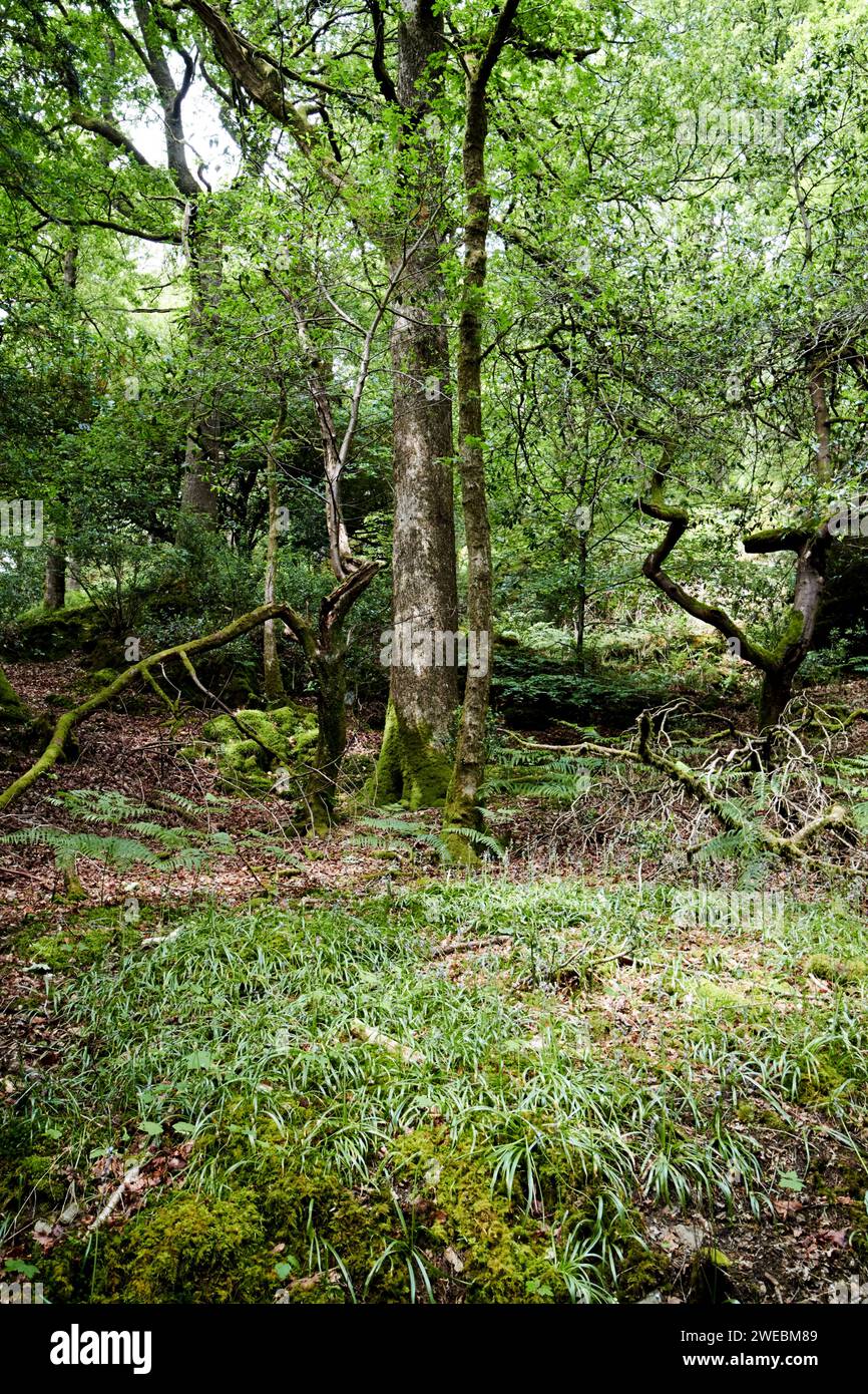 petite clairière dans les bois indigènes à feuilles caduques dans la région des lacs près d'ambleside angleterre royaume-uni Banque D'Images