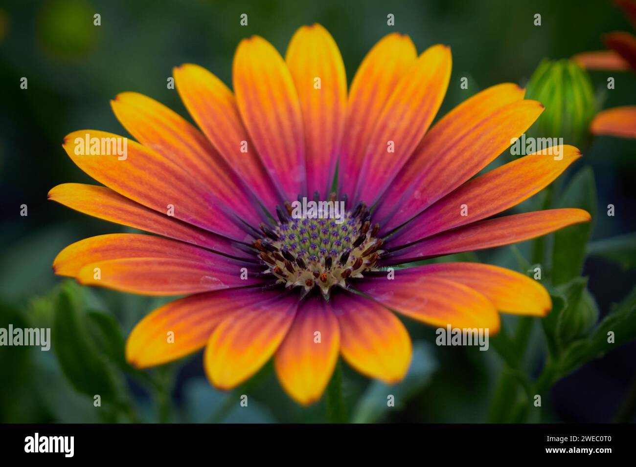 Belle Marguerite africaine (Osteospermum). Cap Daisy gros plan Banque D'Images