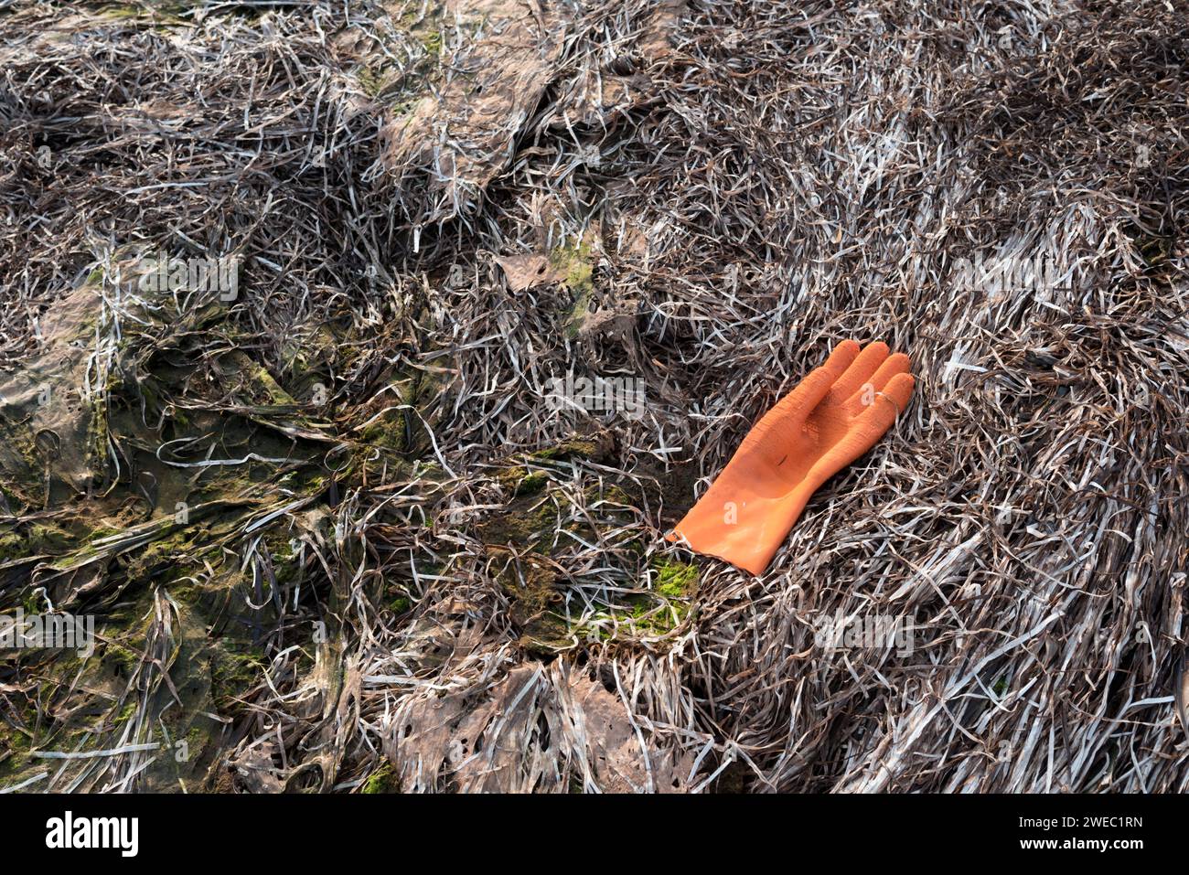 Gant en caoutchouc orange jeté sur une plage couverte d'algues à l'Île-du-Prince-Édouard, Canada Banque D'Images