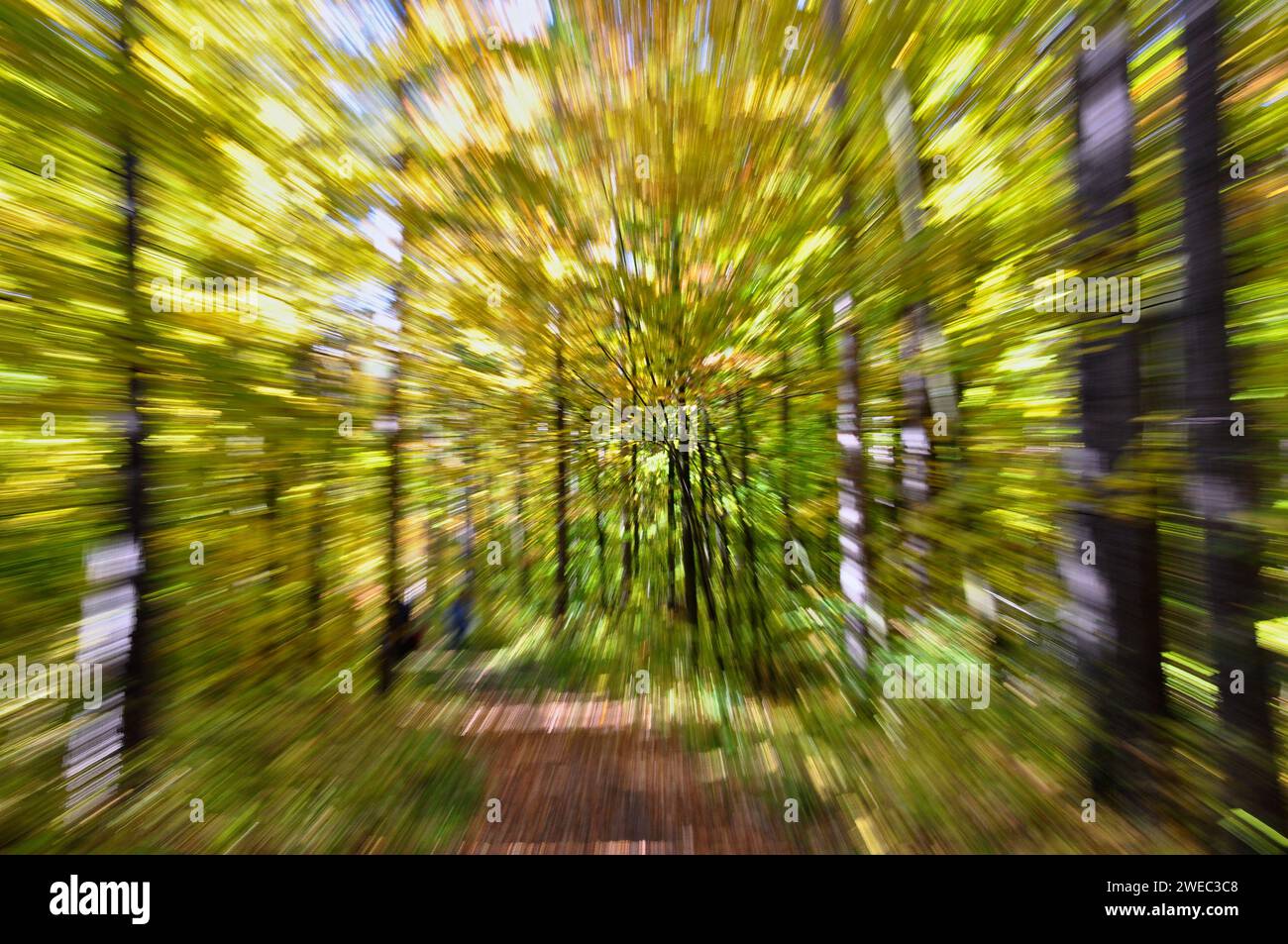 Image conceptuelle d'arrière-plan de paysage forestier avec un effet de mouvement de zoom. Banque D'Images
