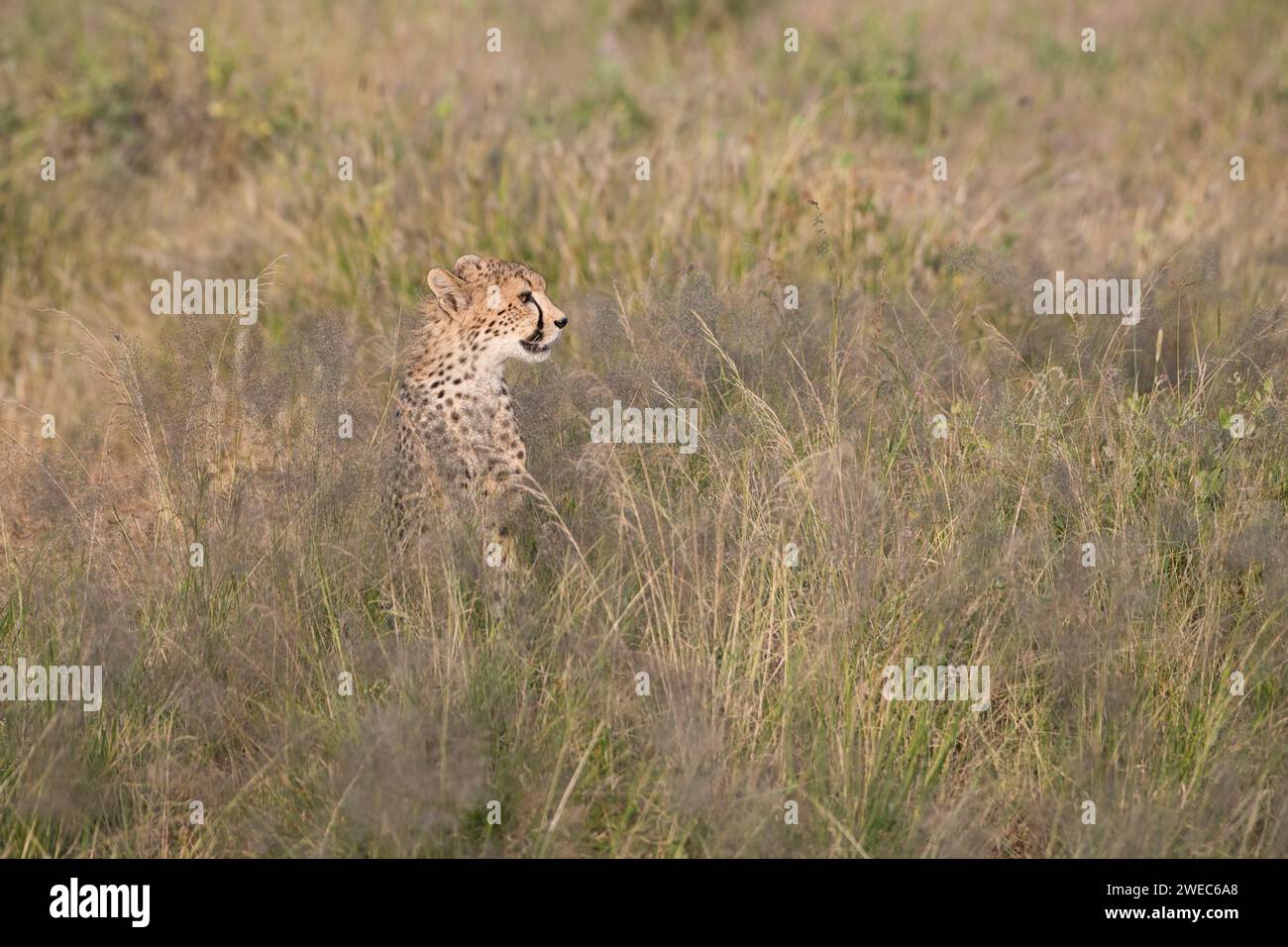 Guépard (Acinonyx jubatus), un ourson bien cultivé assis dans de longues herbes pendant une saison humide Banque D'Images