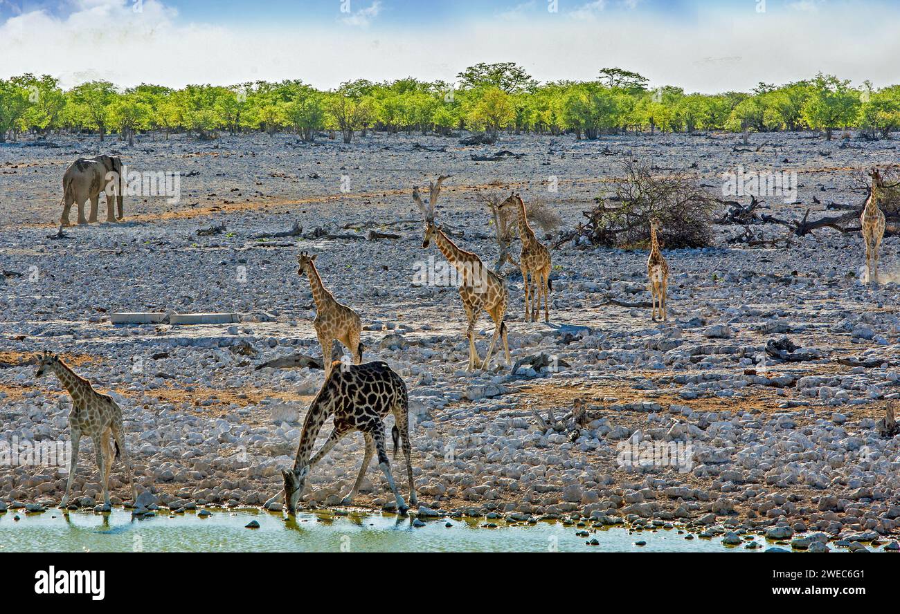 Un grand groupe de girafe viennent à un point d'eau pour boire, avec un éléphant solitaire s'éloignant du point d'eau en arrière-plan. Banque D'Images