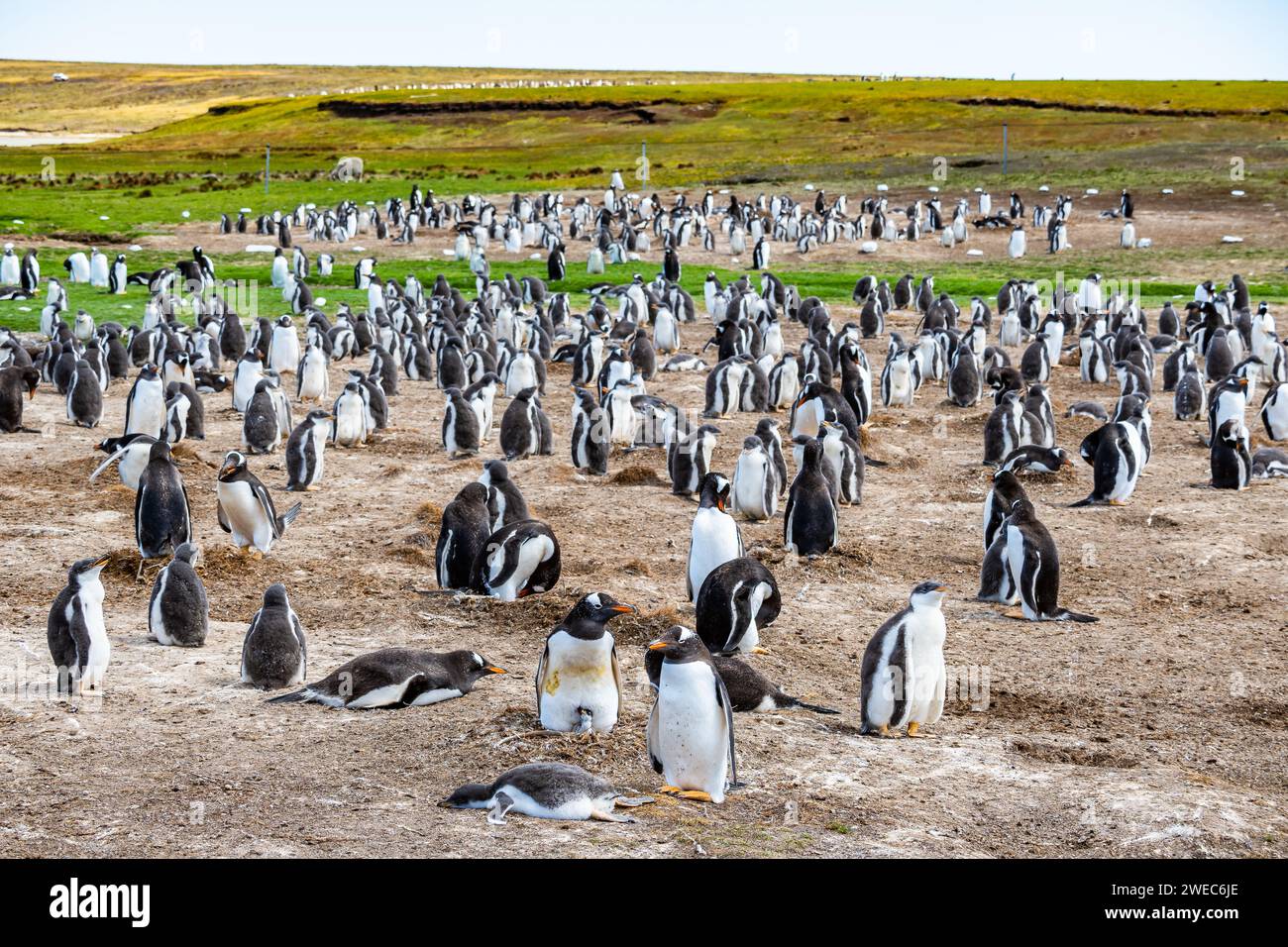 Colonie de manchots Gentoo (Pygoscelis papua). Îles Falkland, Royaume-Uni. Banque D'Images