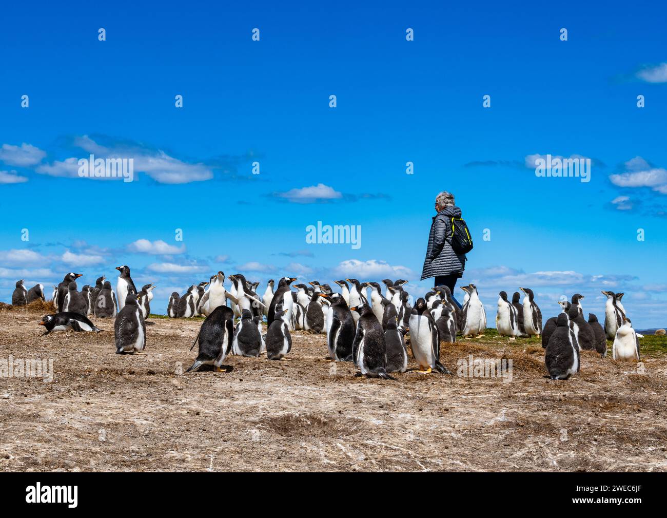 Touristes visitant une colonie de pingouins Gentoo (Pygoscelis papua). Îles Falkland, Royaume-Uni. Banque D'Images