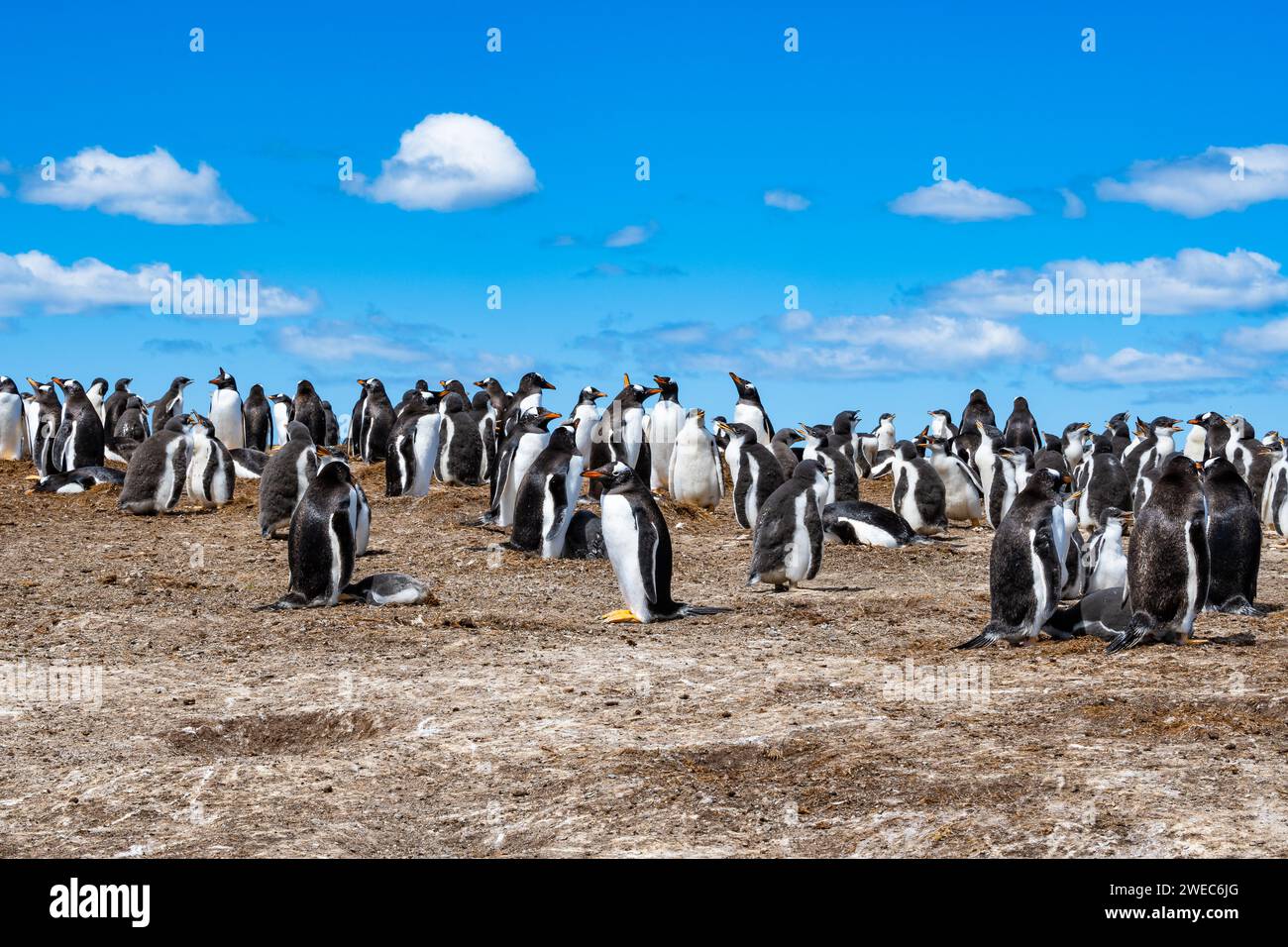 Colonie de manchots Gentoo (Pygoscelis papua). Îles Falkland, Royaume-Uni. Banque D'Images
