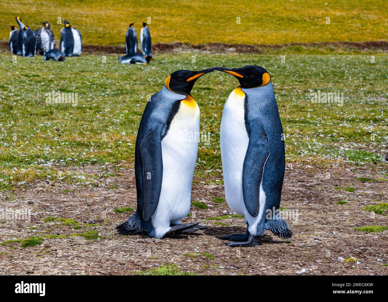 Une paire de pingouins royaux (Aptenodytes patagonicus). Îles Falkland, Royaume-Uni. Banque D'Images