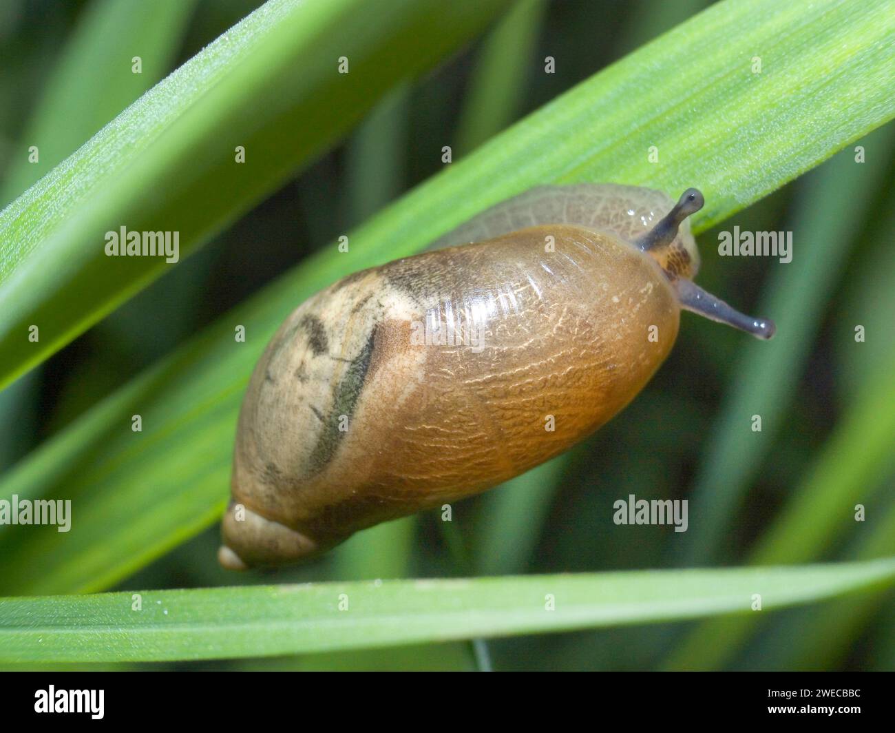 Escargot ambré pourri, grand escargot ambré, escargot ambré européen (Succinea putris), à l'herbe, Allemagne Banque D'Images