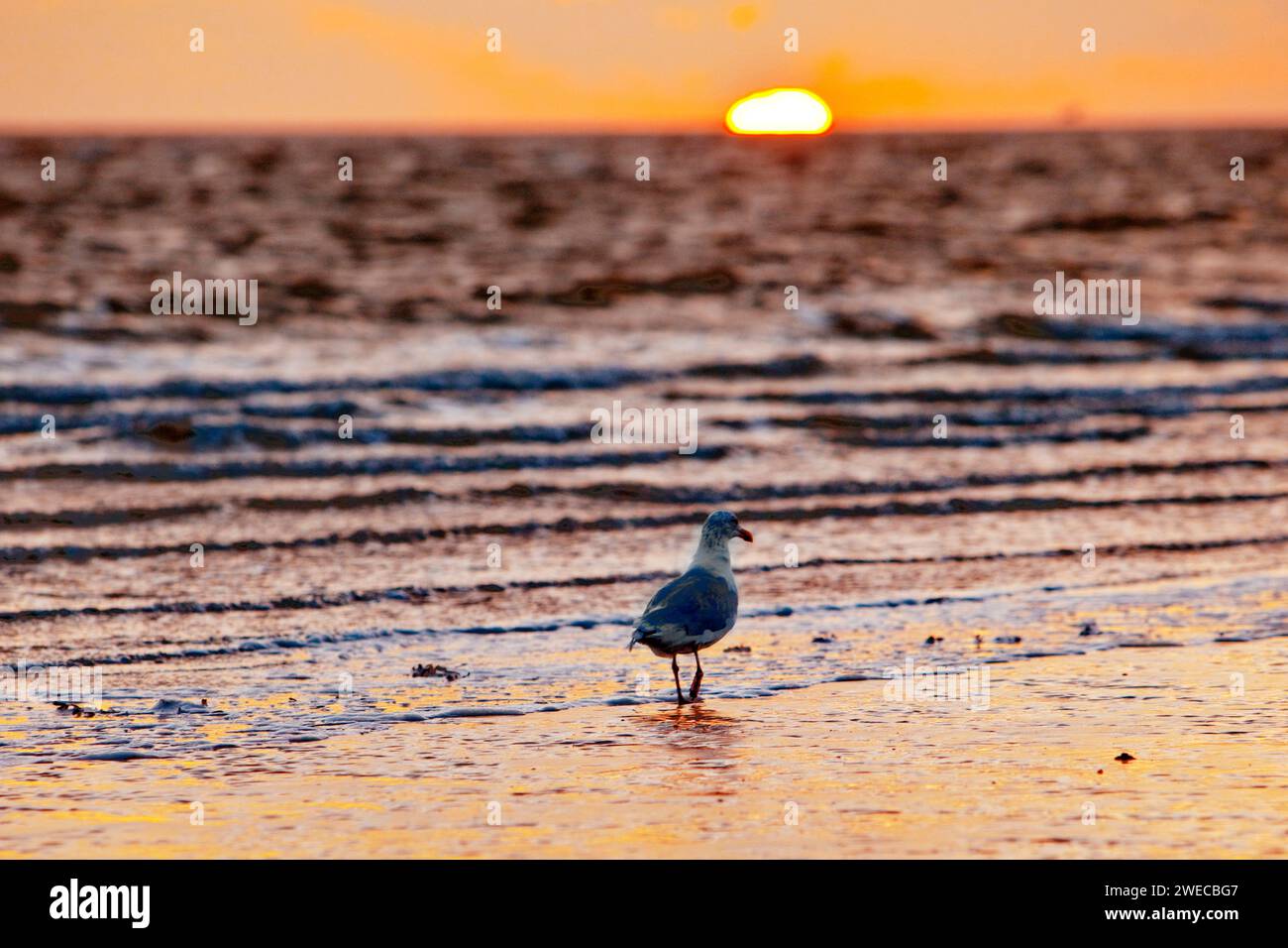 Frange d'inondation dans les vasières avec soleil couchant et mouette, Allemagne, Basse-Saxe, Norderney Banque D'Images